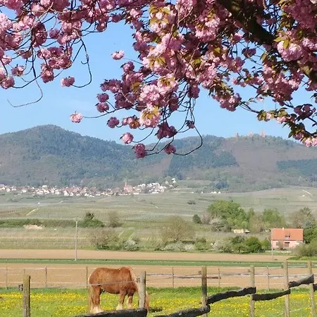 A Proche De Colmar Et Kaysergberg. Eguisheim