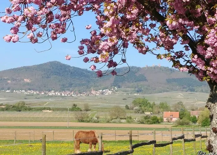 A Proche De Colmar Et Kaysergberg. Eguisheim